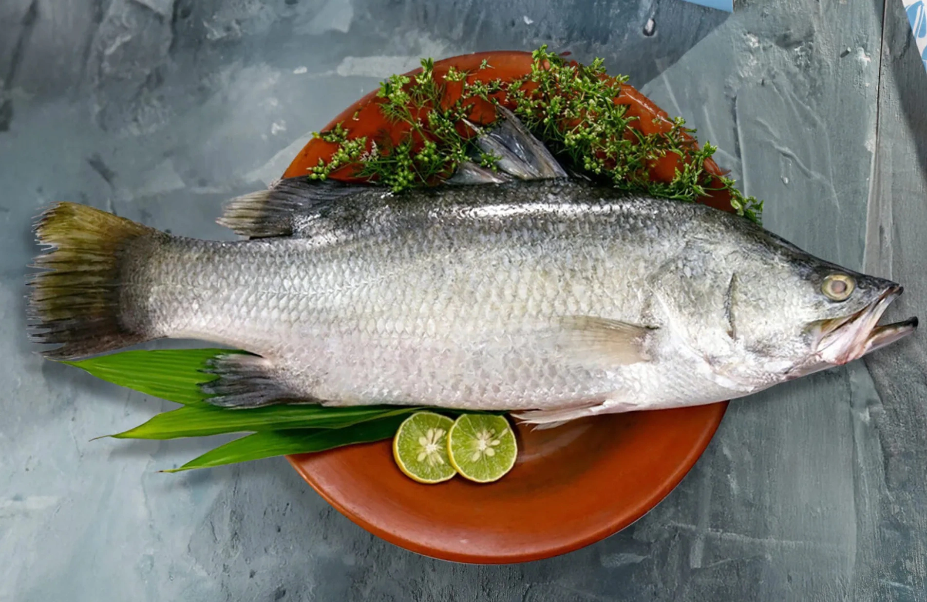 Bhetki-Barramundi-SeaBass- exotic